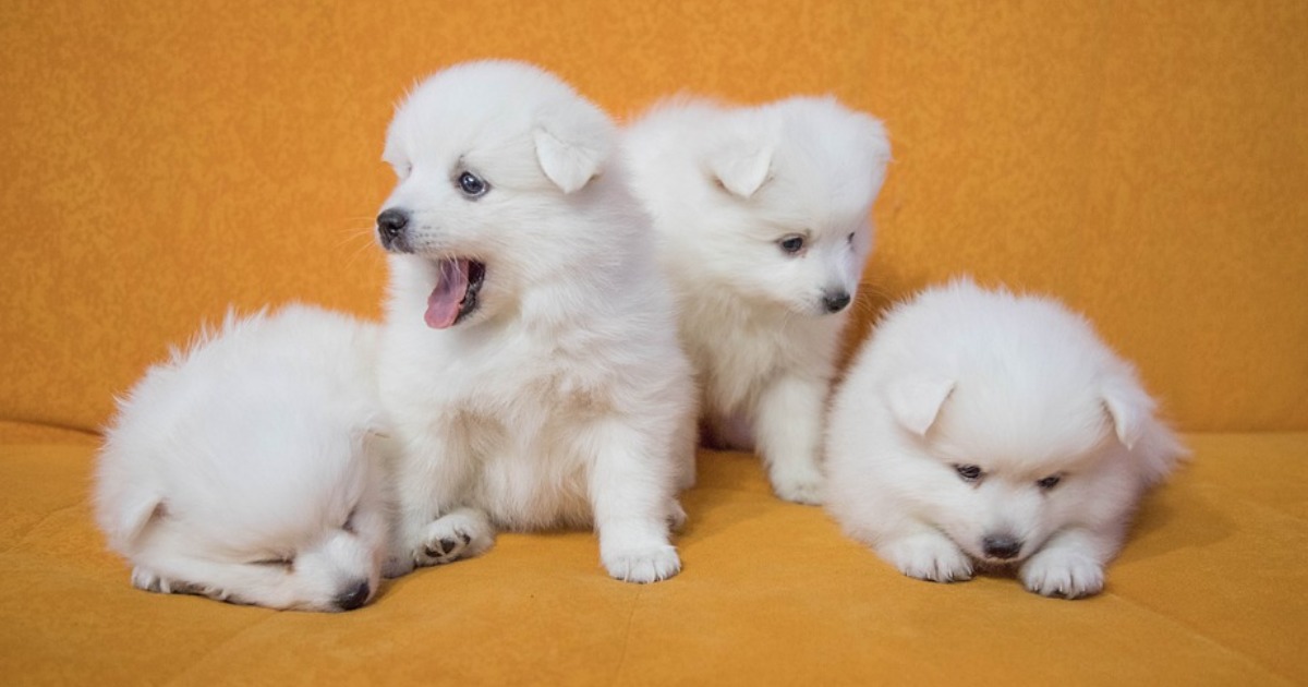 cachorros peludos para adotar