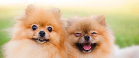 cachorros peludos para adotar