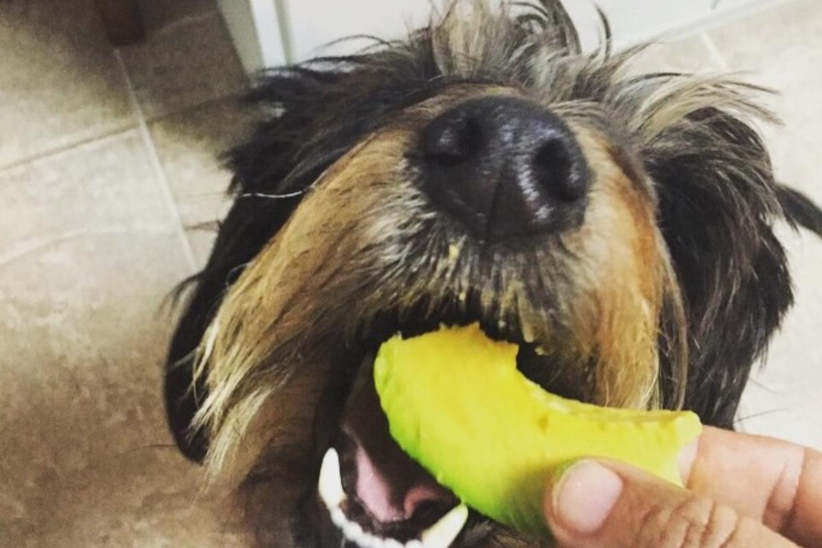 Como Identificar e Agir em Casos de Intoxicação Alimentar em Cães