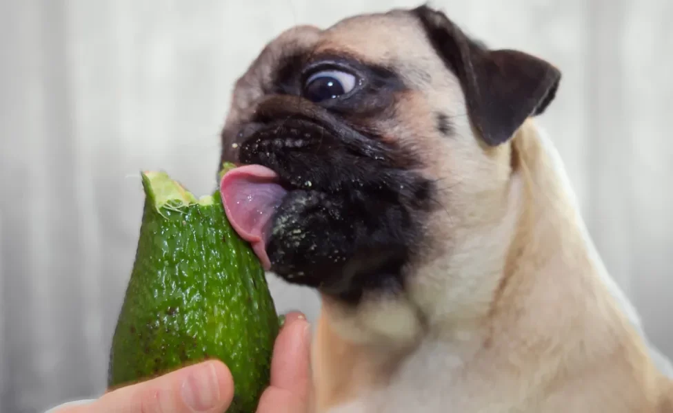 Pancreatite em Cães: Causas