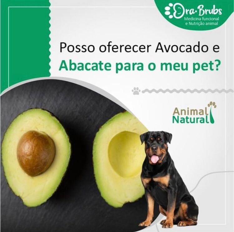 Como Identificar e Agir em Casos de Intoxicação Alimentar em Cães