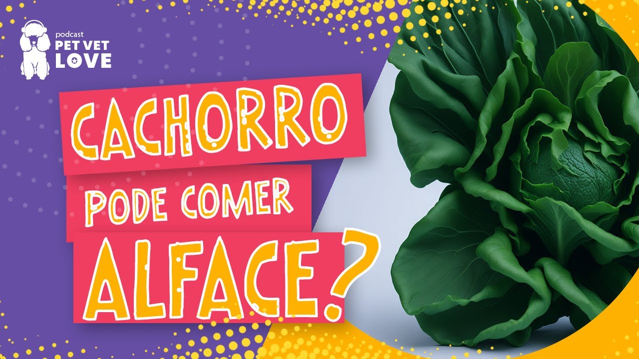 cachorro pode comer alface