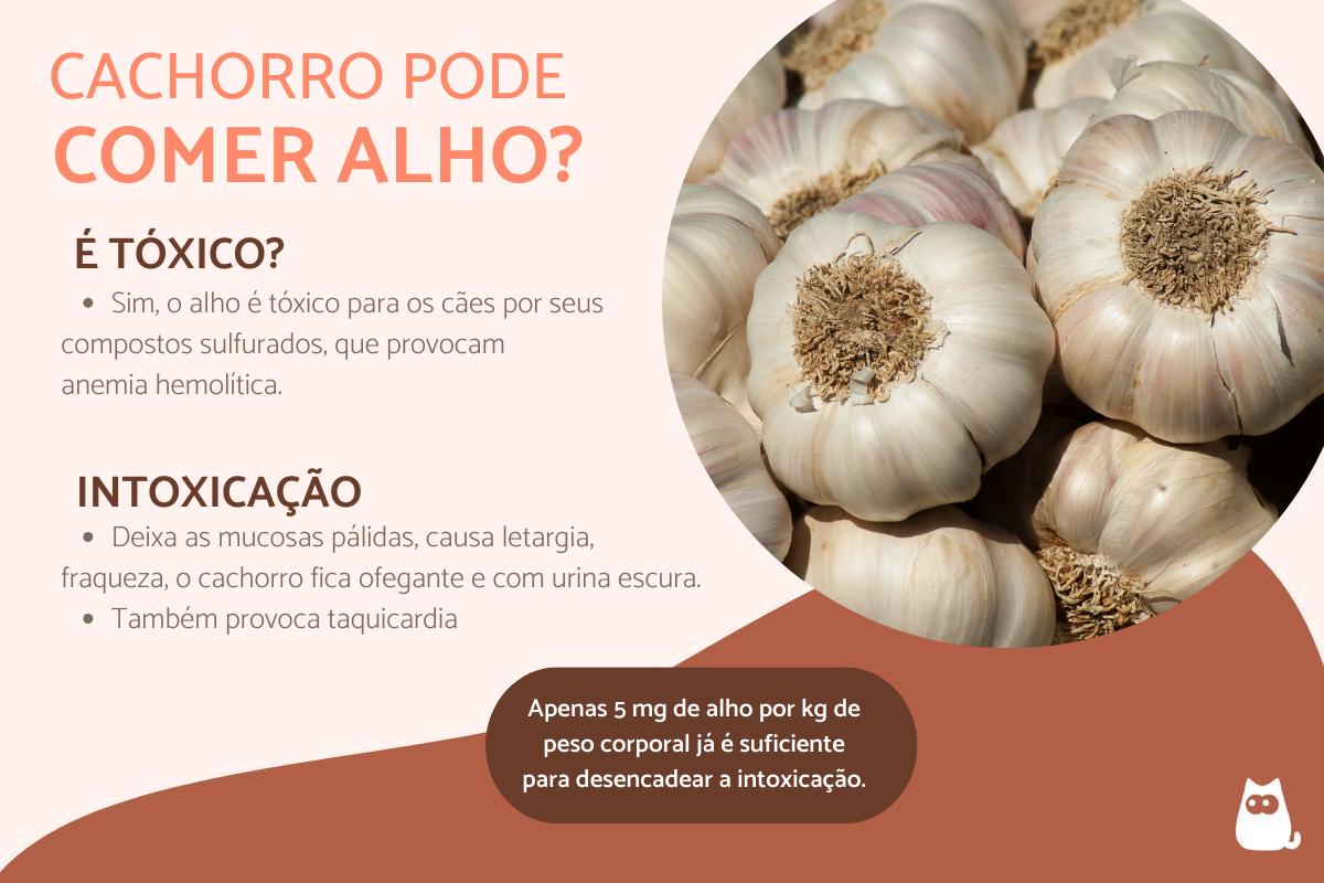 cachorro pode comer alho