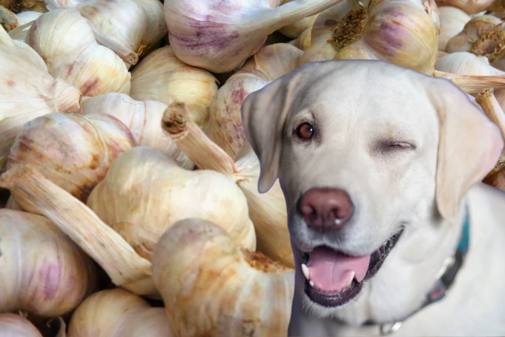 segurança alho para pets