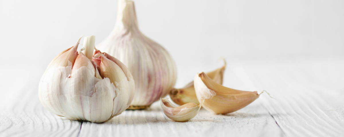 alho faz mal para cachorro