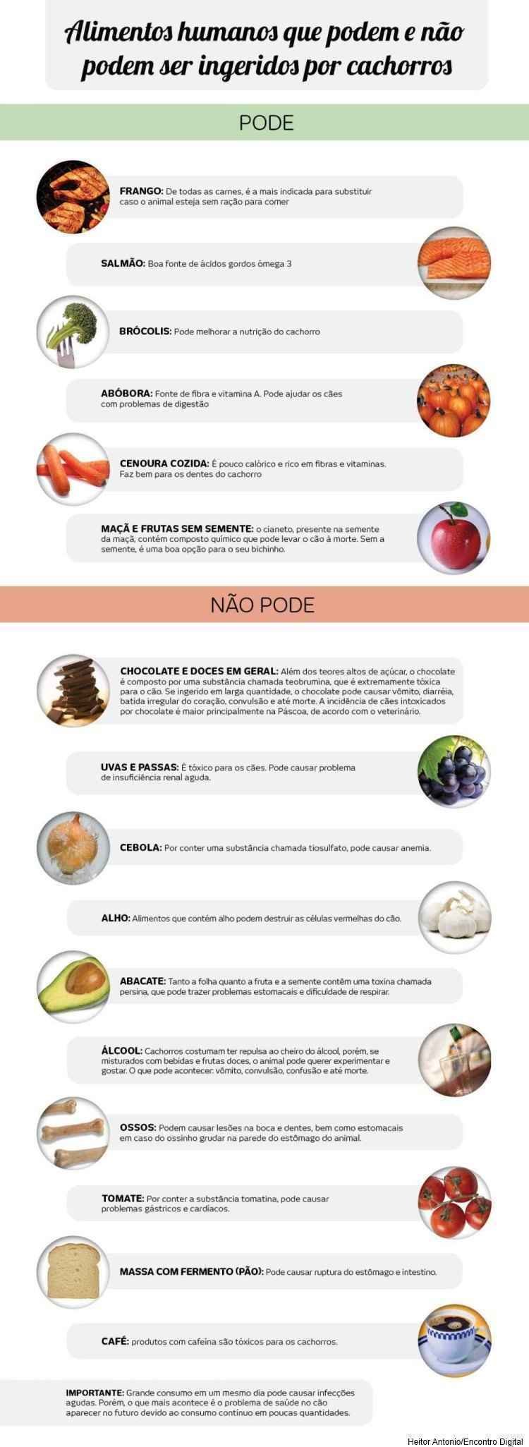 segurança alho para pets