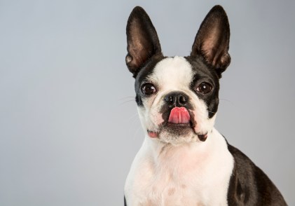 alho faz mal para cachorro