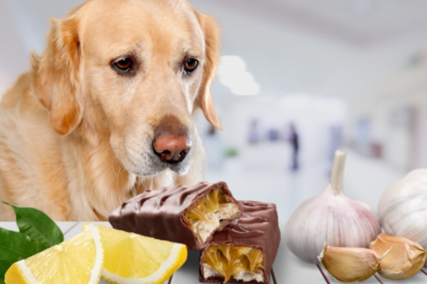 sintomas intoxicação alho cães