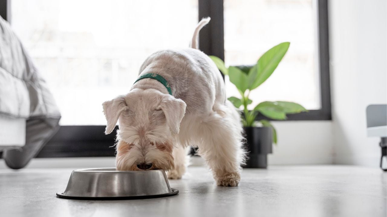 riscos de arroz com tempero para cães