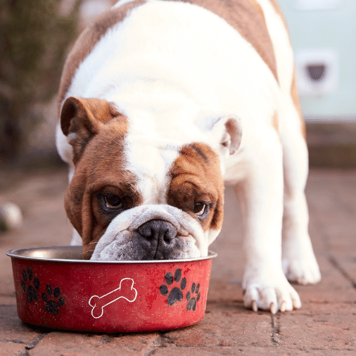 riscos de arroz com tempero para cães