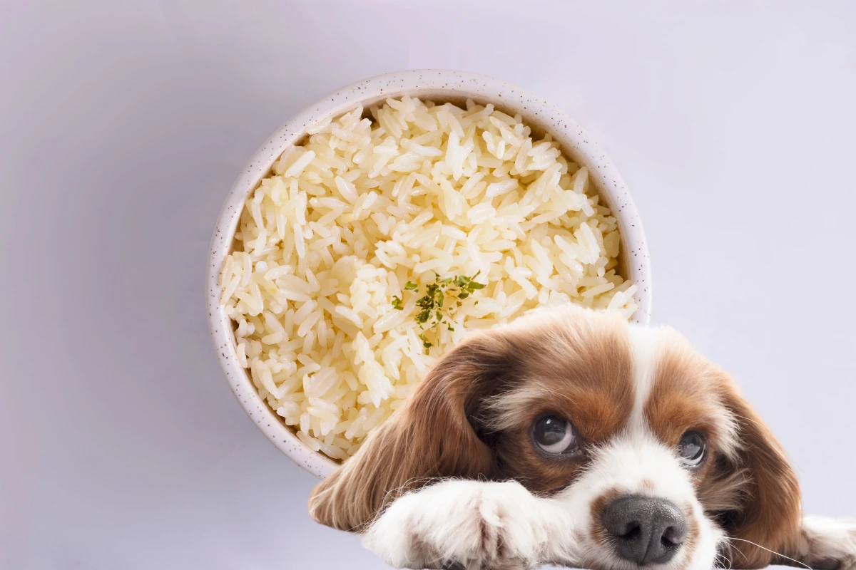 cachorro pode comer arroz e feijão