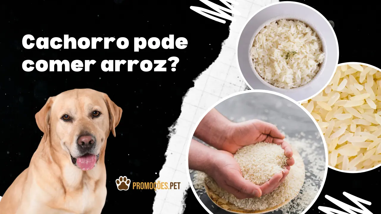 posso dar feijão cozido para meu cachorro
