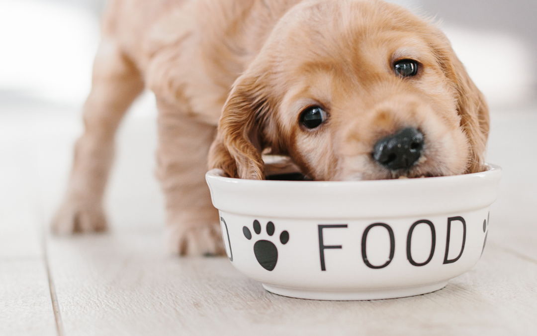 cachorro pode comer arroz e feijão temperado