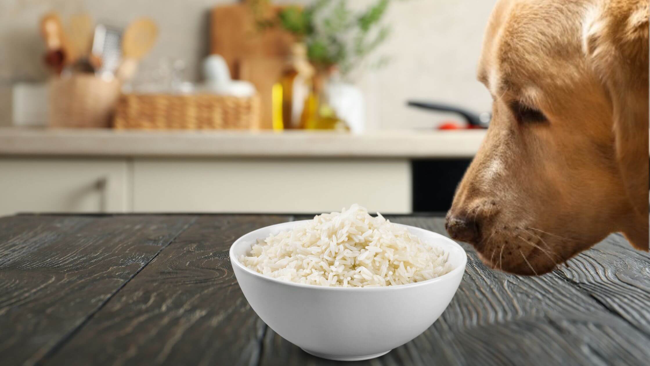 cachorro pode comer arroz e feijão