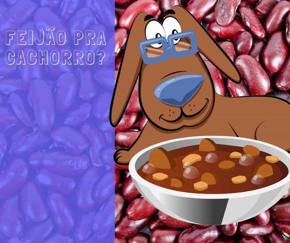 cachorro pode comer arroz e feijão temperado