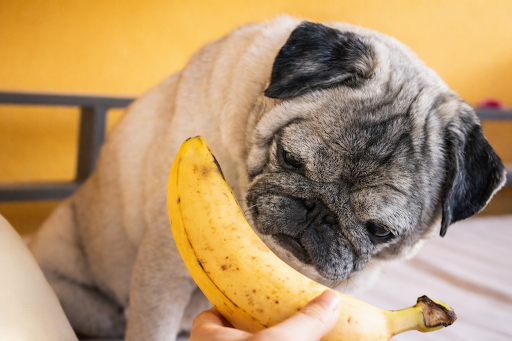 cachorro pode comer banana