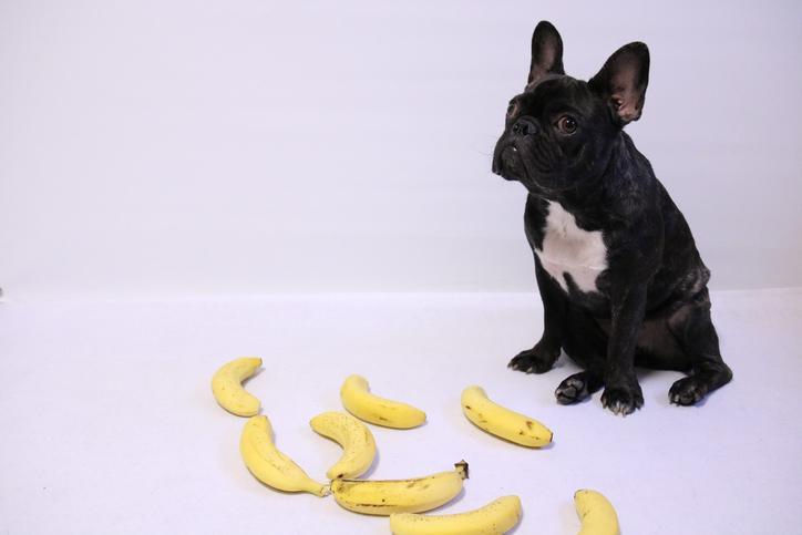 alimentação canina com banana