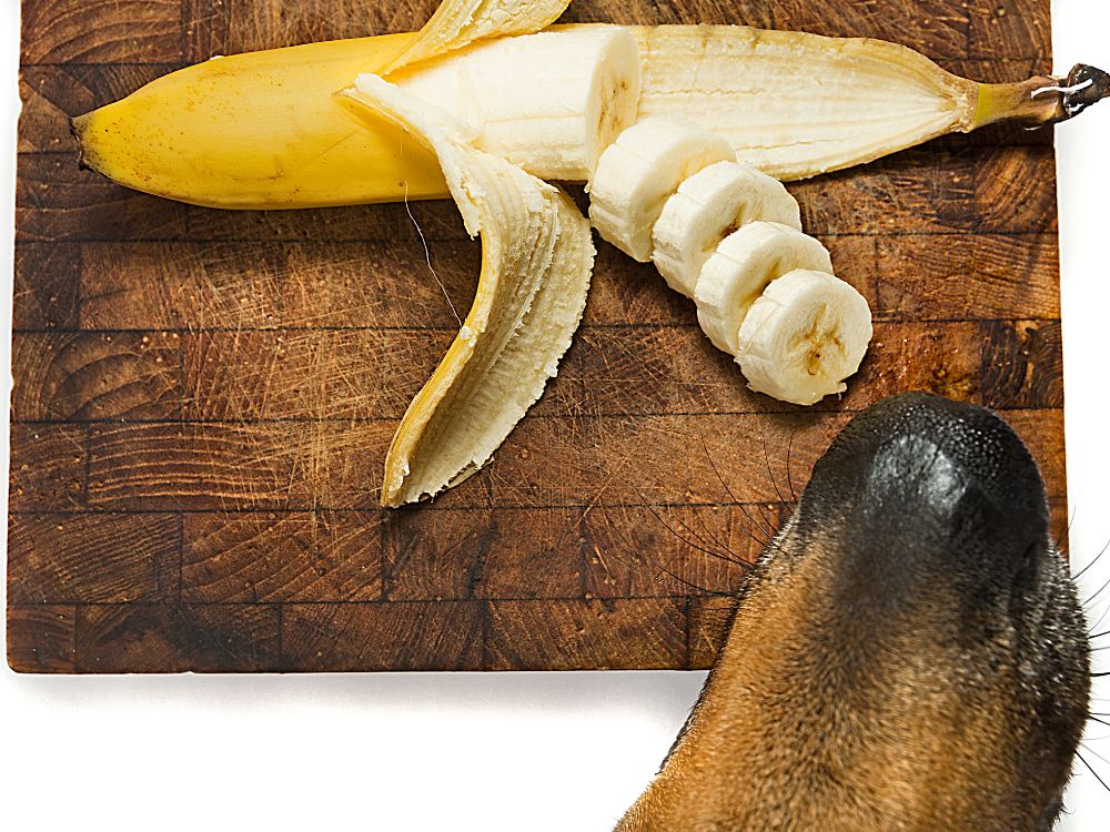 segurança alimentar para cachorros com banana