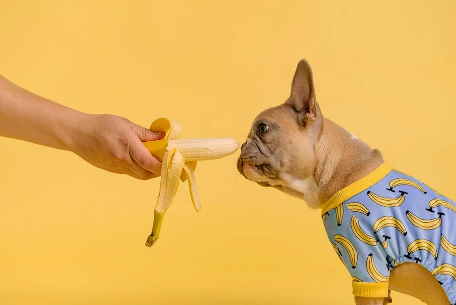 cachorro pode comer banana