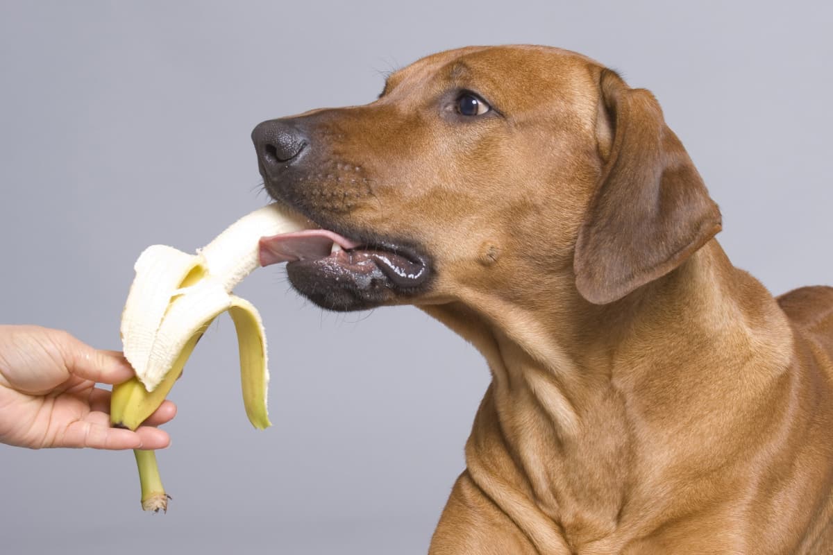 dar banana para cachorro