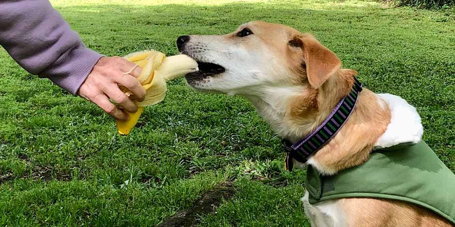 banana para cães benefícios e riscos