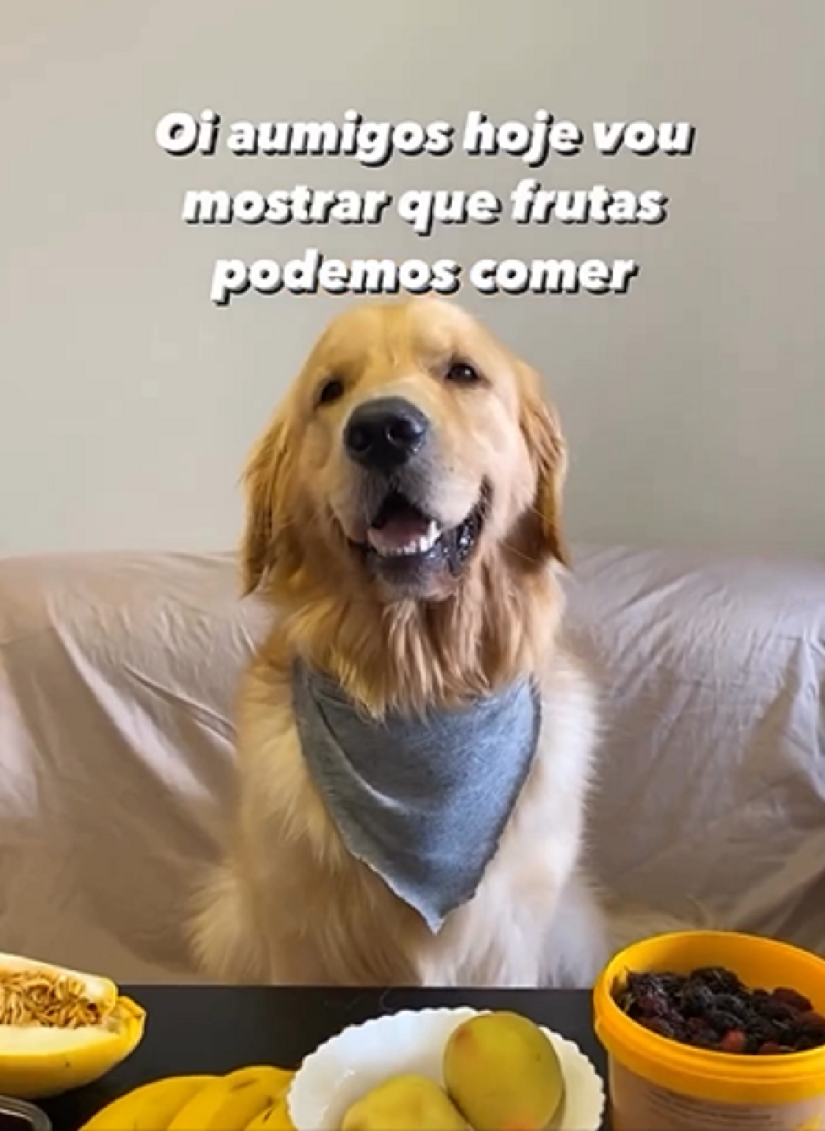 alimentação canina com banana