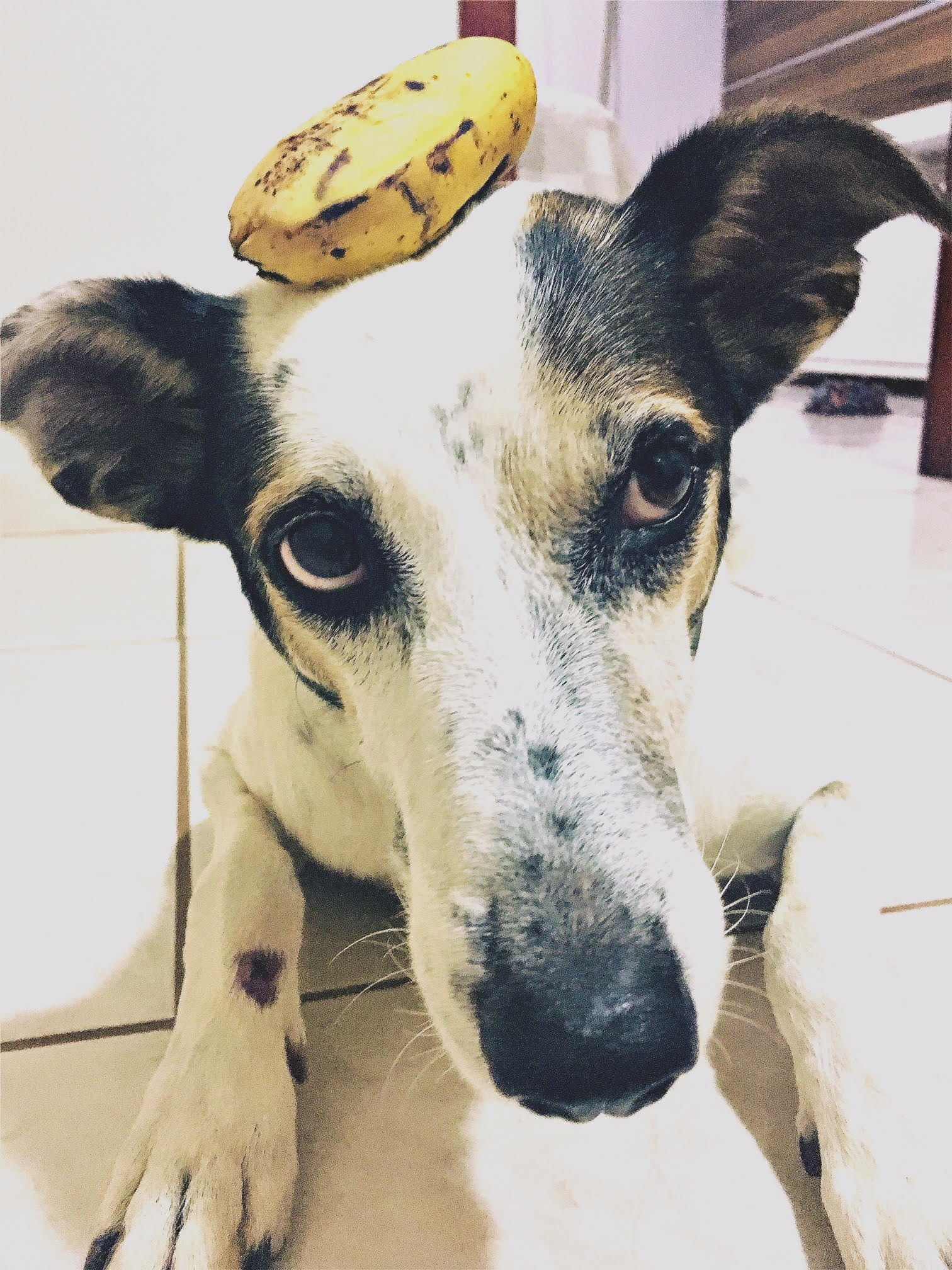 segurança alimentar para cachorros com banana
