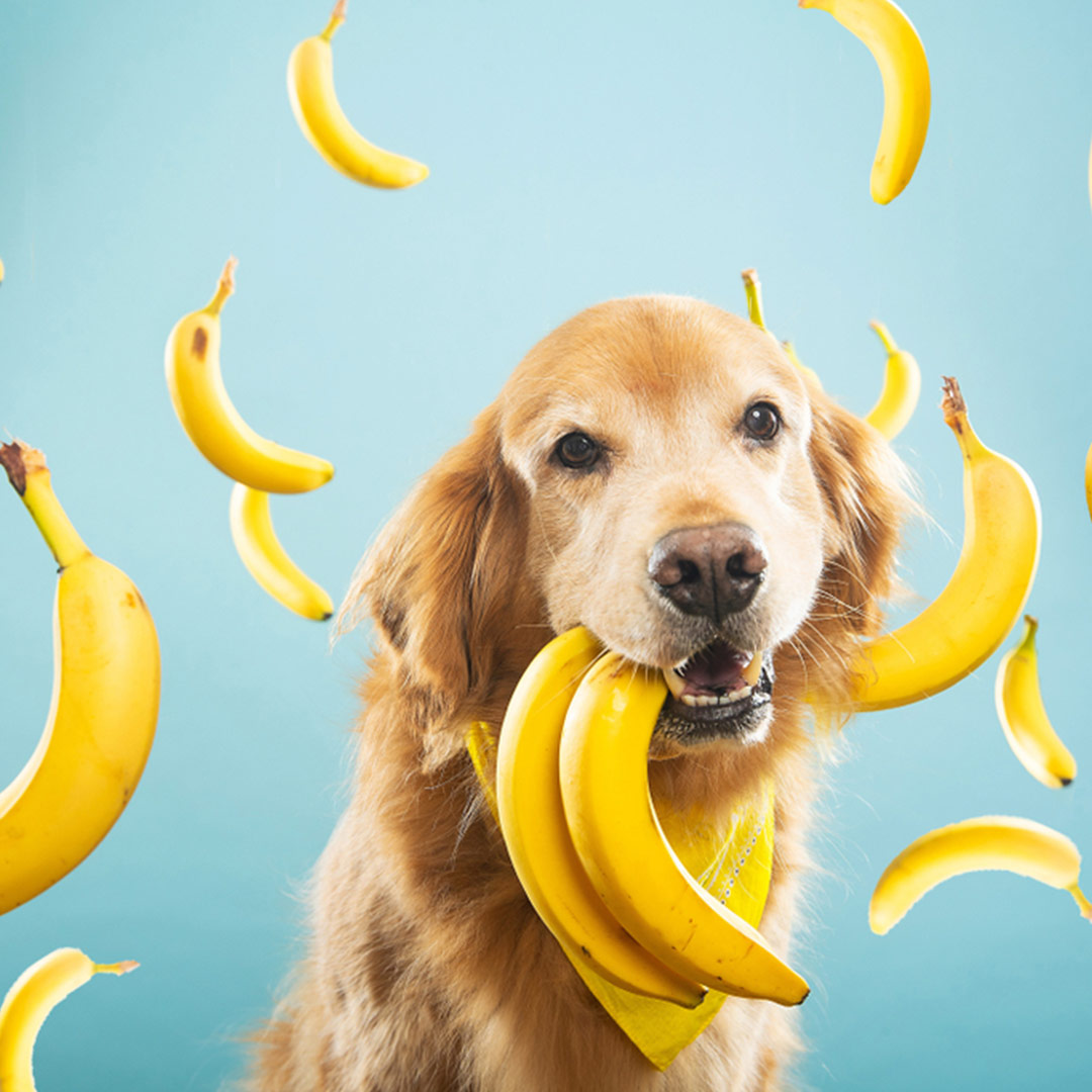 cachorro pode comer banana