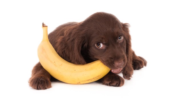 dar banana para cachorro