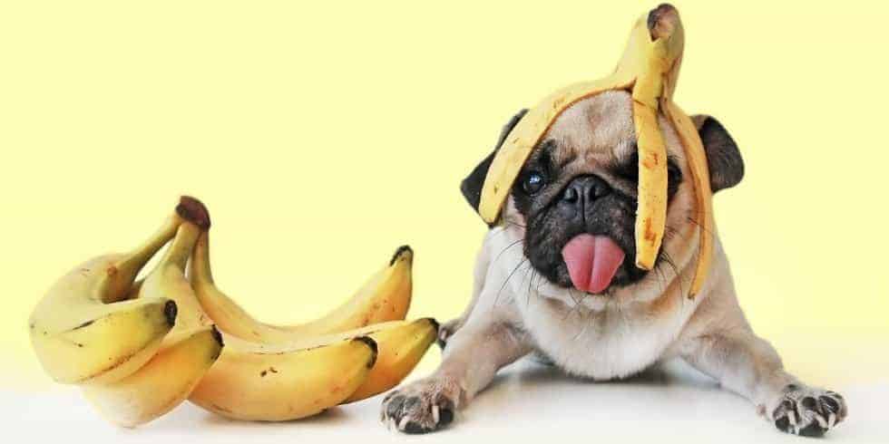 alimentação canina com banana