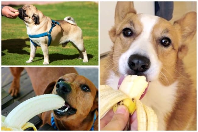 segurança alimentar para cachorros com banana