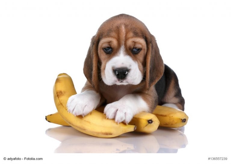cachorro pode comer banana