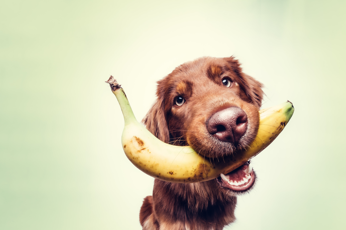 alimentação canina com banana
