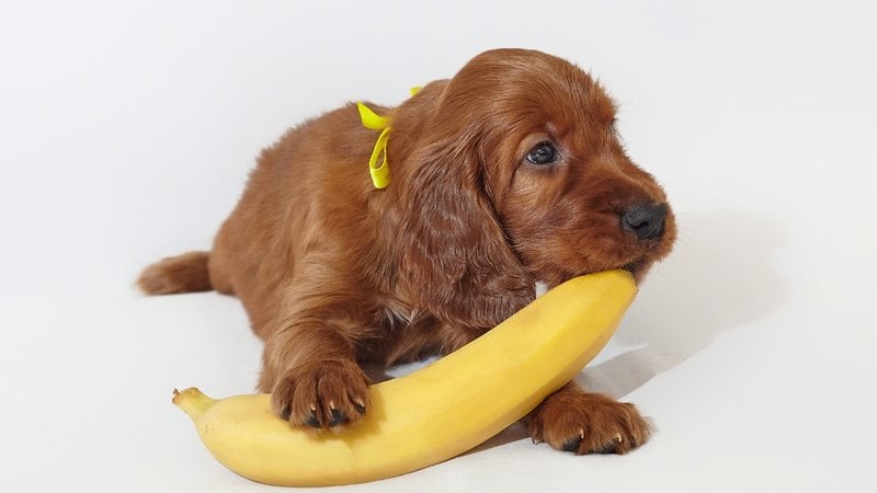 cachorro pode comer banana