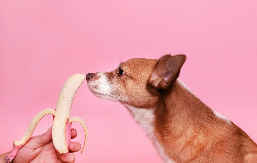 cachorro pode comer banana