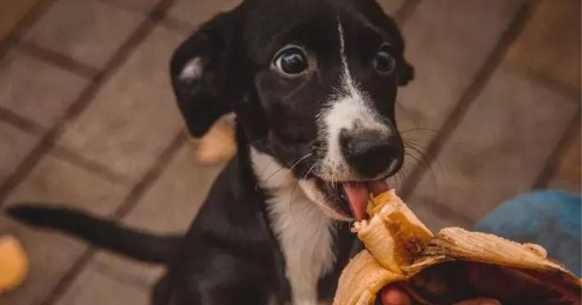 banana para cães benefícios e riscos
