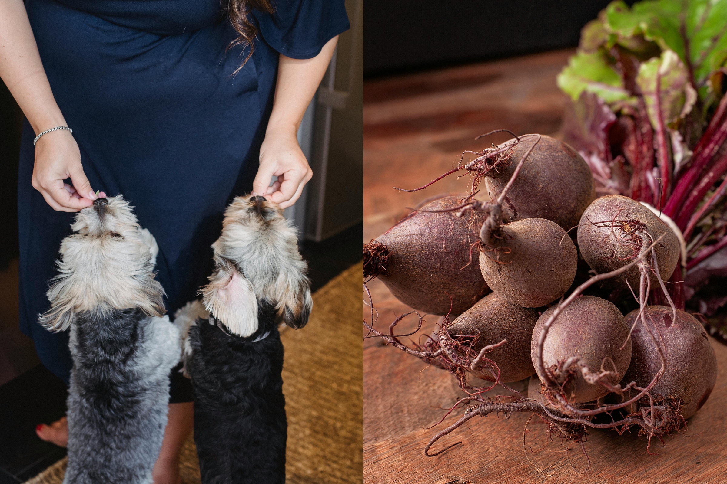 5 Mitos sobre Alimentação Canina Desvendados