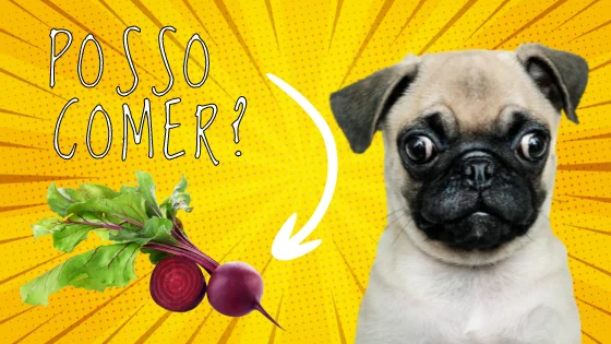 Receitas Saudáveis de Petiscos Caseiros para Cachorros