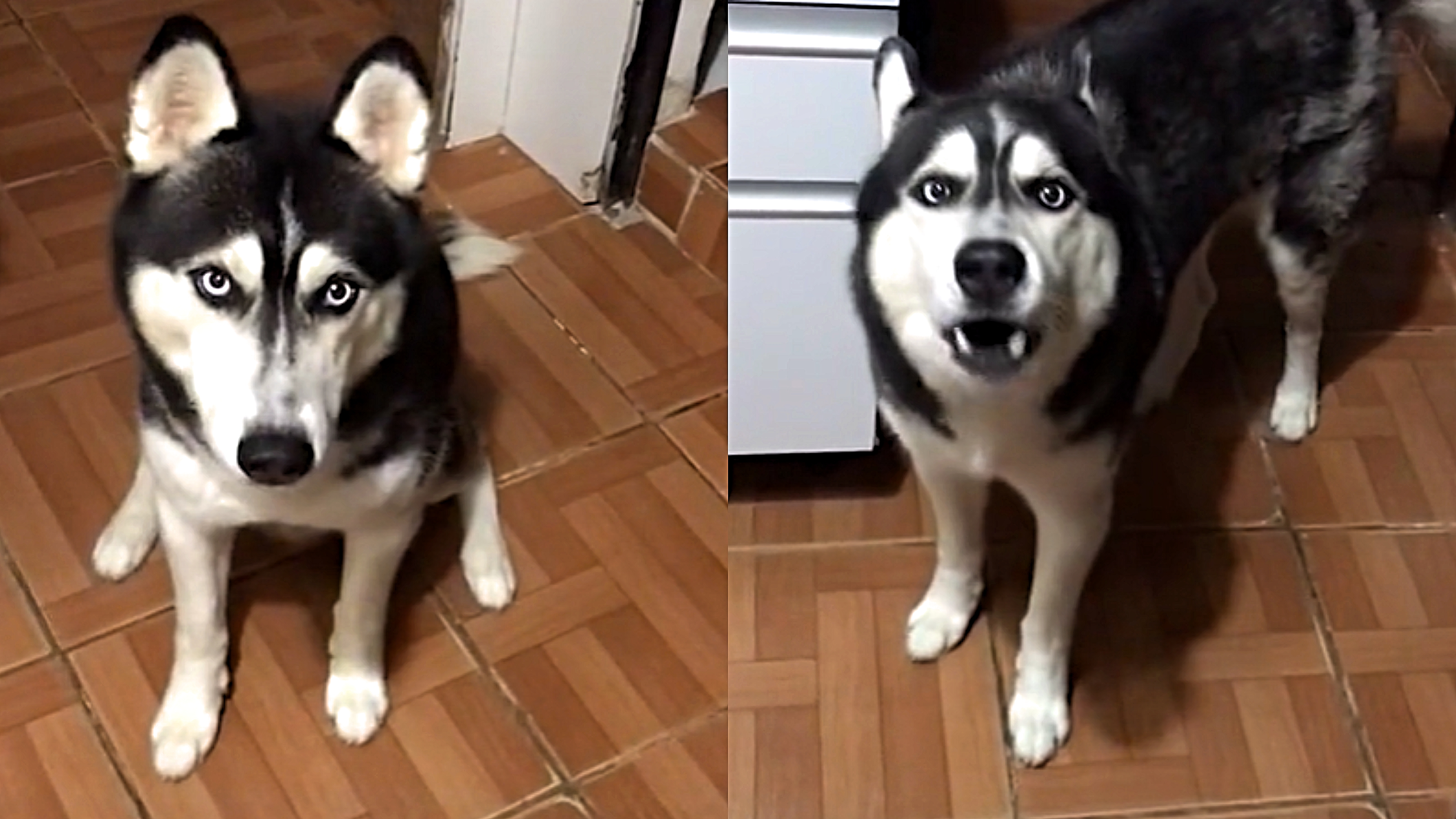 Como identificar intolerância alimentar em seu pet