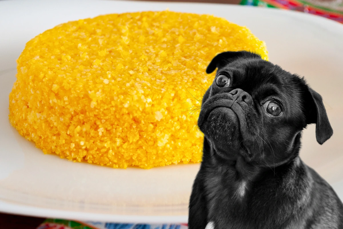 Guia completo de alimentos proibidos para cães