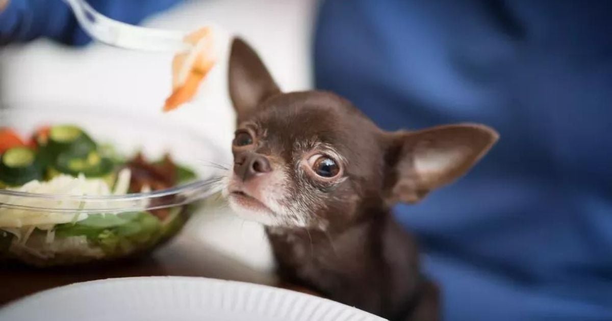 Como identificar intolerância alimentar em seu pet