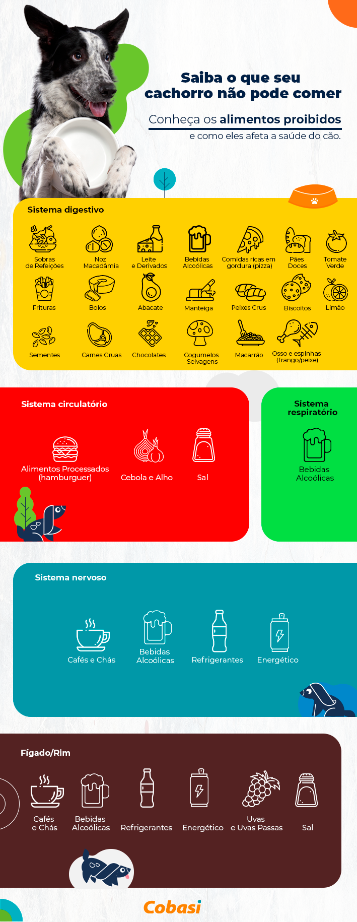 Frutas e legumes seguros para cachorros