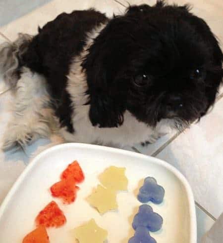 Como Melhorar a Saúde Articular do seu Cão Idoso com Suplementos Naturais