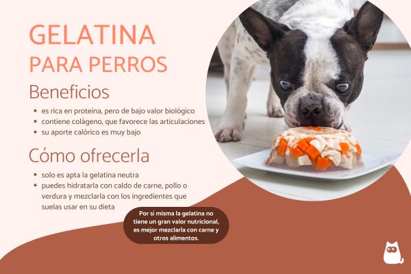 A Importância da Hidratação na Dieta do seu Cachorro