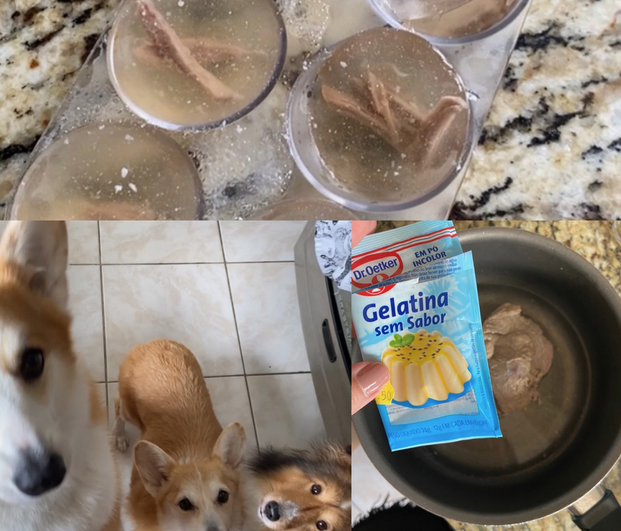 cachorro pode comer gelatina