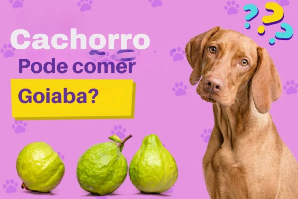 cachorro pode comer goiaba