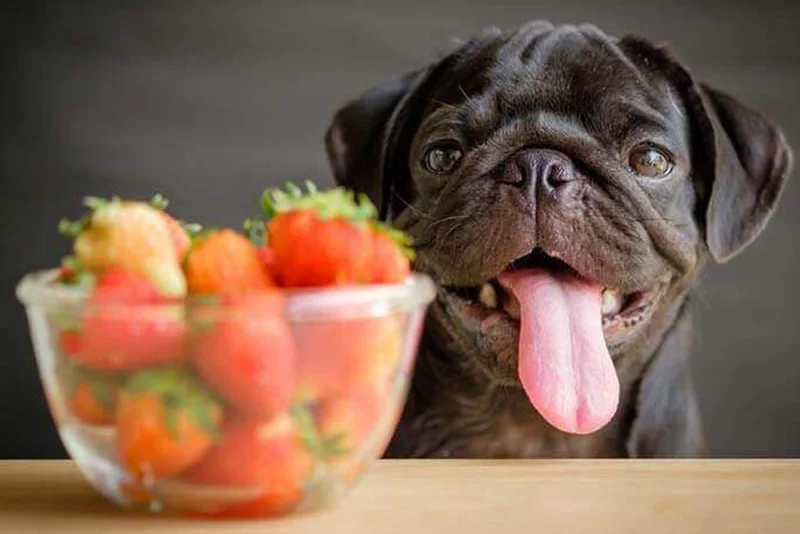 goiaba para cães filhotes