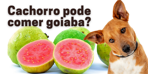 goiaba para cães filhotes