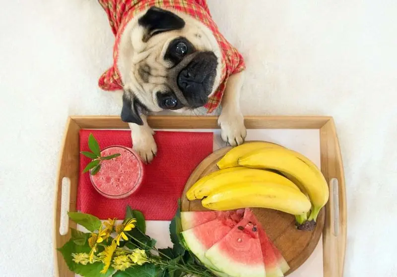 cachorro pode comer goiaba