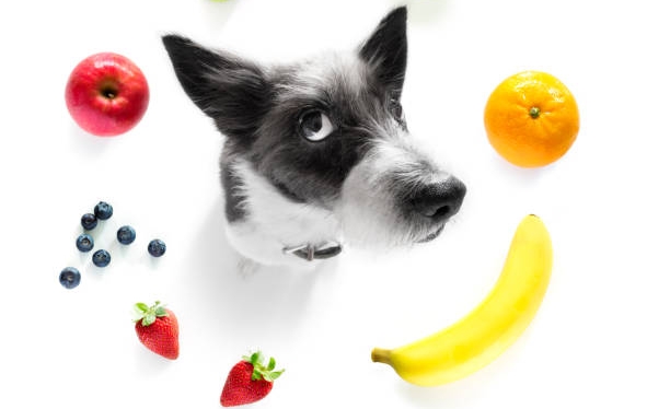 posso dar goiaba para meu cachorro?